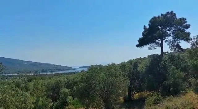 Dikili Bademli'de Deniz Manzaralı Satılık Zeytinli Tarla