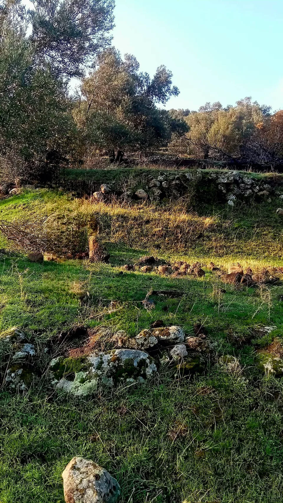 Dikili Merdivenli'de Deniz Manzaralı 15690 m2 Satılık Zeytinlik