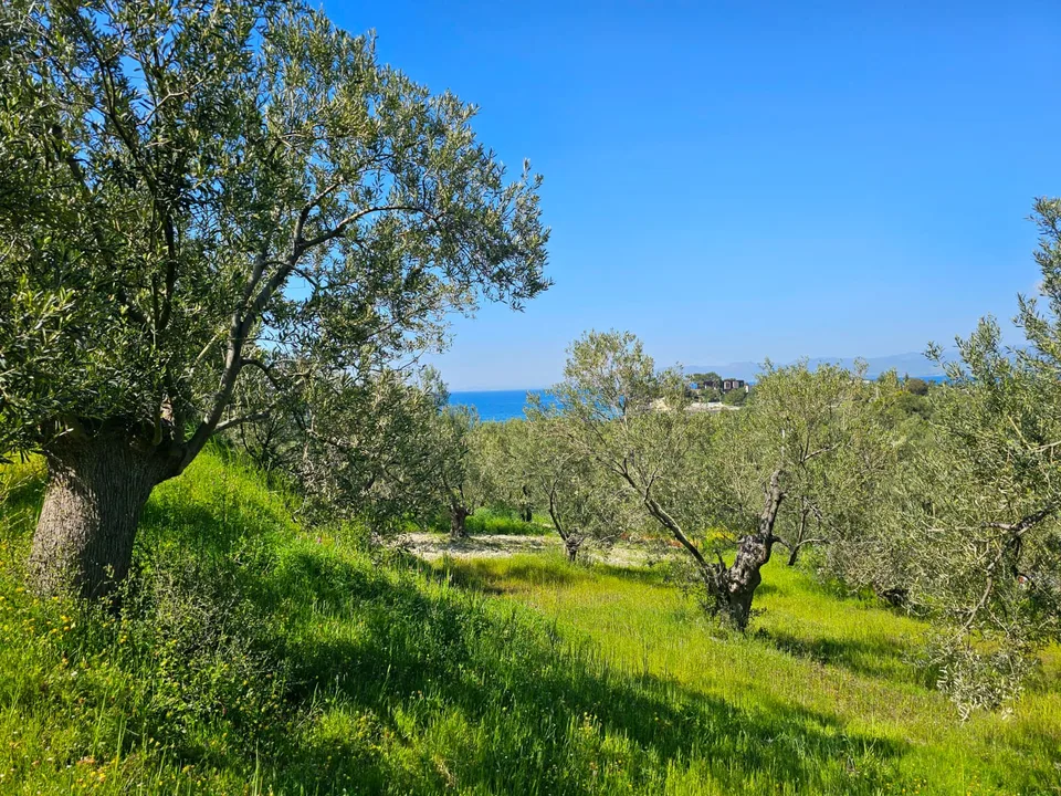 Dikili Bademli'de Satılık 753 m² Zeytinli Tarla